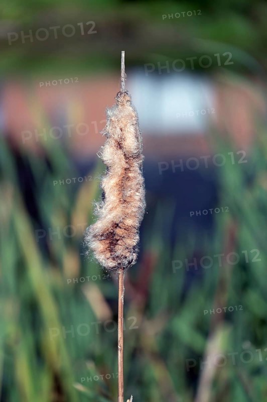 Faded cattail (Typha), in a pond, Othenstorf, Mecklenburg-Western Pomerania, Germany