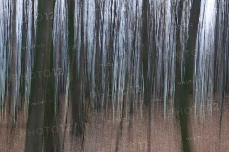 Forest in November, abstracted, blurring, autumn, Germany