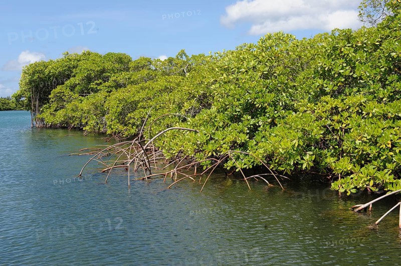 Densely growing black mangrove (Avicennia germinans) in the mangrove ecosystem mangrove roots grow in brackish water salt water, Caribbean, Tyrrel Bay, Carriacou, Grenada, Grenadines archipelago, Lesser Antilles