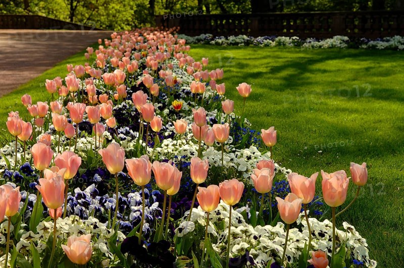 Garden tulips (Tulipa gesneriana), tulip bed, pansies in between, garden pansies (Viola wittrockiana)