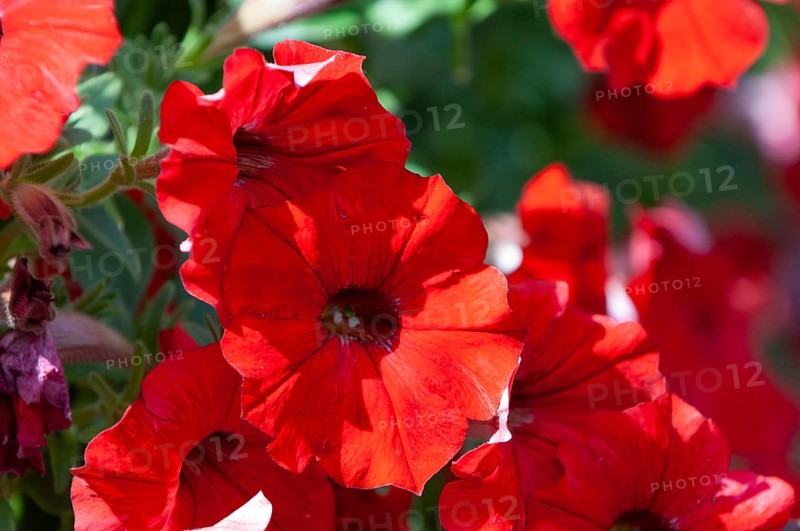 Garden petunia, hanging petunia (Petunia atkinsiana)