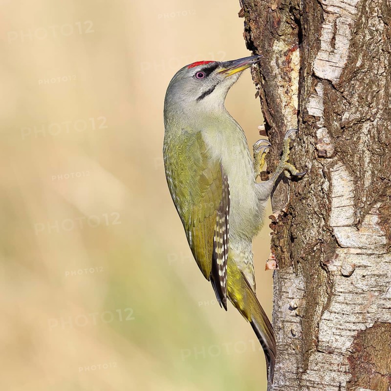 Grey woodpecker (Picus canus), male sitting on the trunk of a grey birch tree (Betula populifolia), wildlife, woodpeckers, birds, nature photography, Wilnsdorf, North Rhine-Westphalia, Germany
