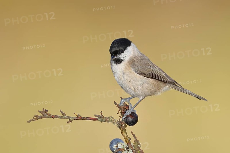 Swamp tit, (Parus palustris), sitting on a branch in a blackthorn bush, (Prunus spinosa), sloes, with ripe fruit, autumn, wildlife, animals, tit family, songbird, birds, Wilnsdorf, North Rhine-Westphalia, Germany