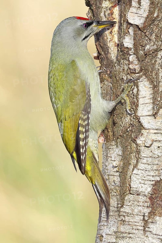 Grey woodpecker (Picus canus), male sitting on the trunk of a grey birch tree (Betula populifolia), wildlife, woodpeckers, birds, nature photography, Wilnsdorf, North Rhine-Westphalia, Germany