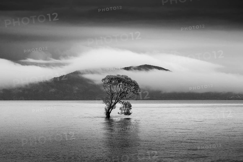 A single tree in Lake Taupo. Waikato, North Island, New Zealand