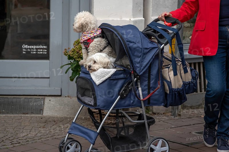 Two dogs are taken for a walk in a stroller, Hanseatic City of LÃ¼beck, Schleswig-Holstein, Germany