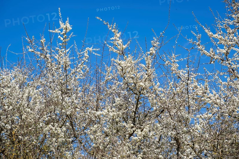 Blackthorn (Prunus spinosa) bushes flowering on a meadow in spring on a sunny day, Bavaria, Germany