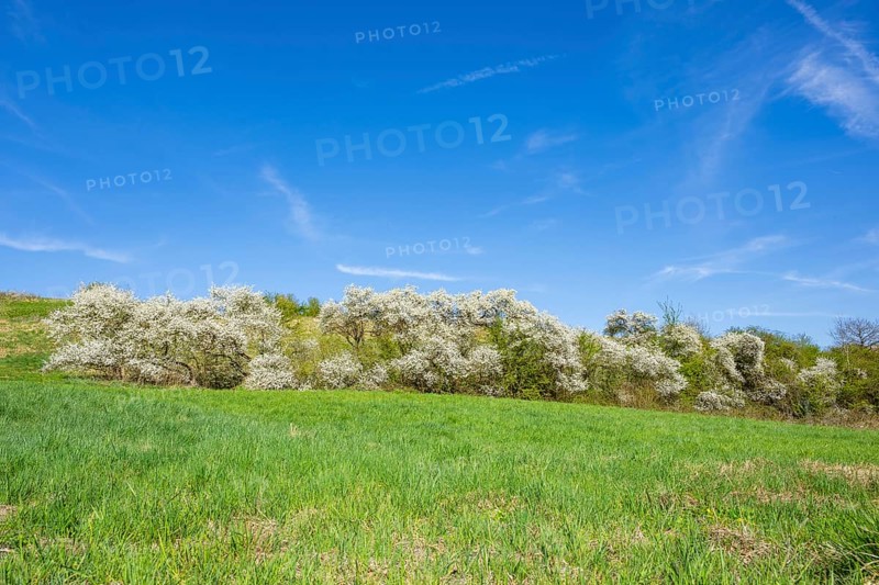 Blackthorn (Prunus spinosa) bushes flowering on a meadow in spring on a sunny day, Bavaria, Germany, Europe, Helena, Neumarkt in der Oberpfalz, Bayern, Deutschland