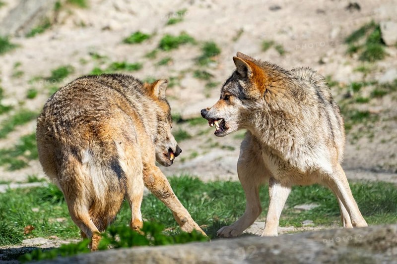 Eastern wolves (Canis lupus lycaon) arguing with each other, Bavaria, Germany