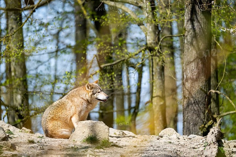Eastern wolf (Canis lupus lycaon) sitting on a little hill, Bavaria, Germany