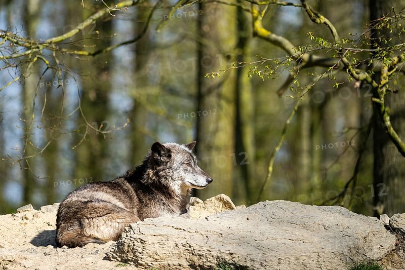 Eastern wolf (Canis lupus lycaon) lying on a little hill, Bavaria, Germany