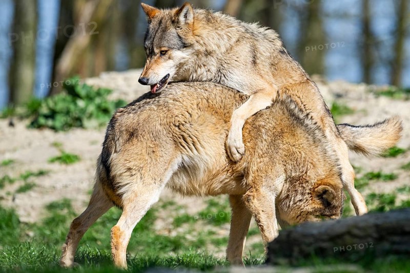 Eastern wolves (Canis lupus lycaon) arguing with each other, Bavaria, Germany