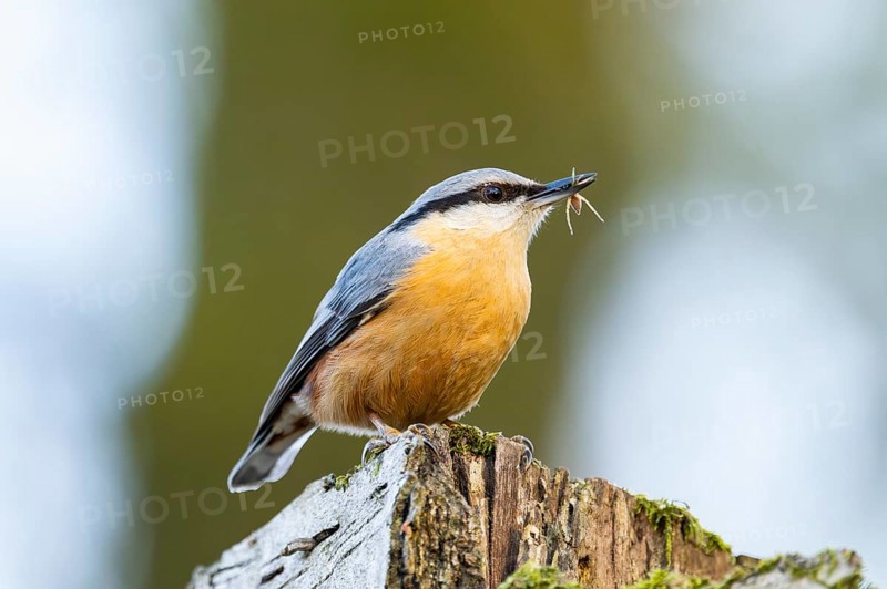 Eurasian nuthatch (Sitta europaea) sitting on a wood, Bavaria, Gernany