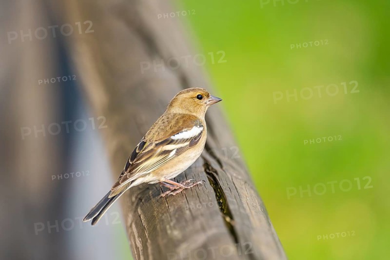 Eurasian chaffinch (Fringilla coelebs) sitting on a wood, Bavaria, Germany