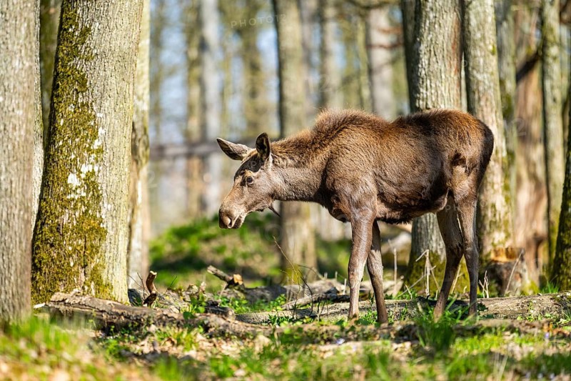 Eurasian elk (Alces alces) in a forest in early summer, Bavarian Forest National Park, Germany