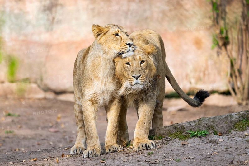 Two asiatic lions (Panthera leo persica) walking on the ground, Germany