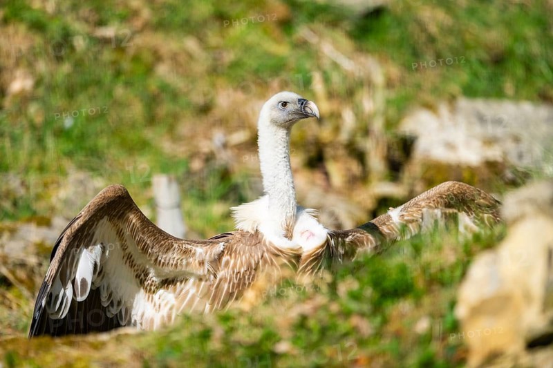 Eurasian griffon vulture (Gyps fulvus) standing on the ground, Bavaria, Germany