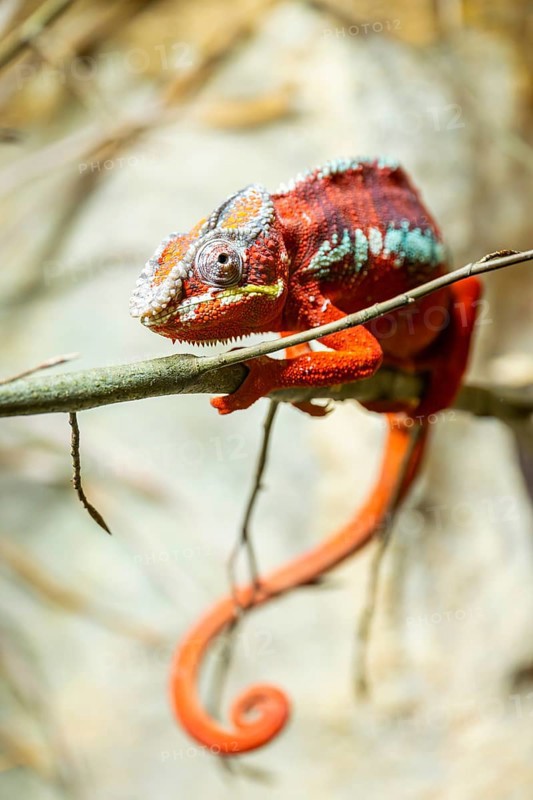 Panther chameleon (Furcifer pardalis) on a branch, Bavaria, Germany