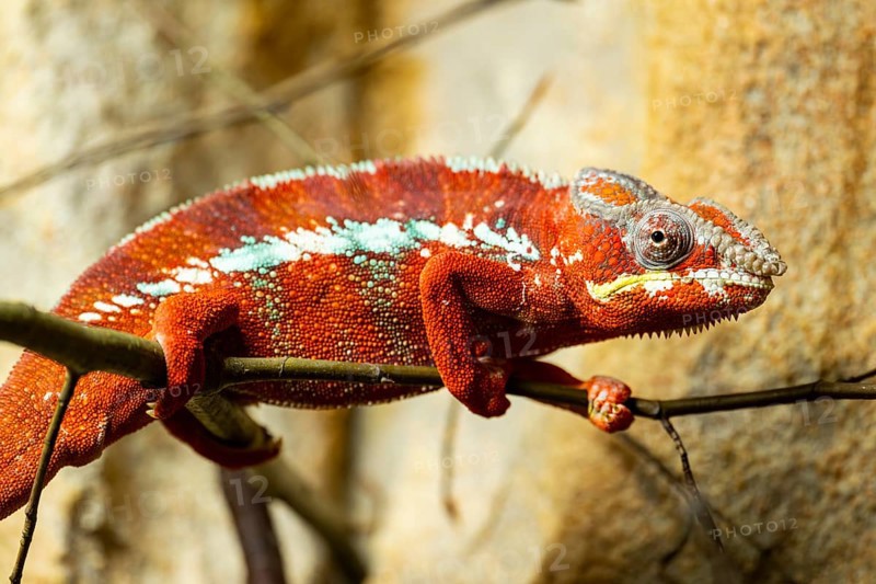 Panther chameleon (Furcifer pardalis) on a branch, Bavaria, Germany