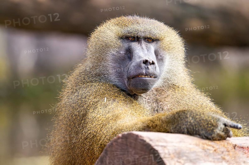 Guinea baboon (Papio papio), portrait, captive, Bavaria, Germany