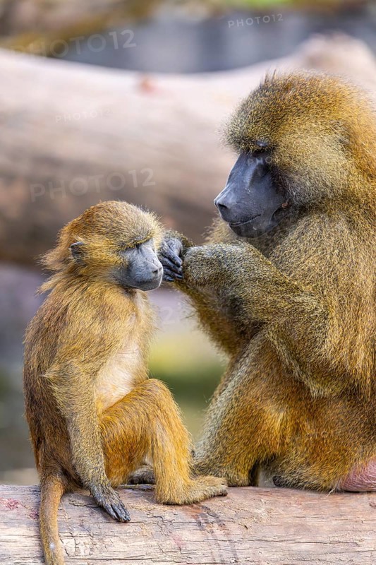 Guinea baboon (Papio papio) mother with her youngster during delousing, captive, Bavaria, Germany