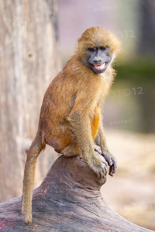 Guinea baboon (Papio papio) youngster on a tree trunk, captive, Bavaria, Germany