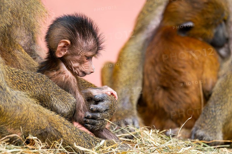 Guinea baboon (Papio papio) new born youngster at its mother, captive, Bavaria, Germany