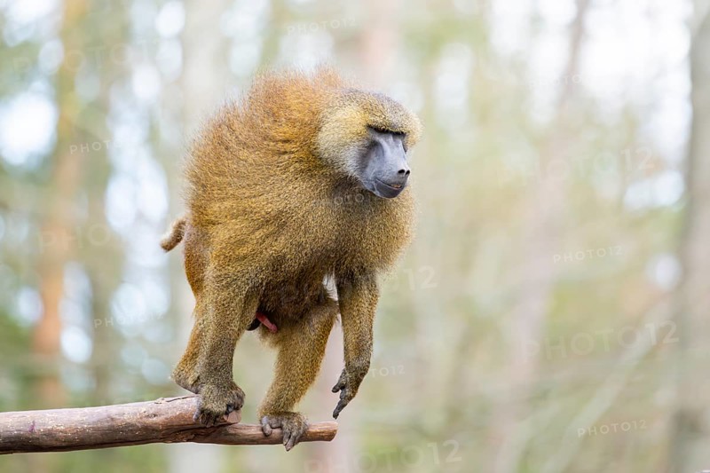 Guinea baboon (Papio papio), jumping in the air from a branch, captive, Bavaria, Germany
