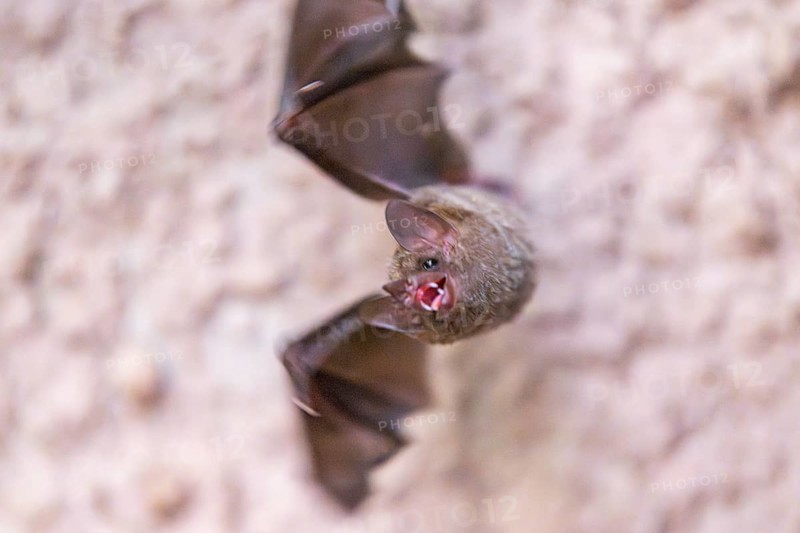 Lesser mouse-eared myotis (Myotis blythii) bat hanging on a wall, Bavaria, Germany