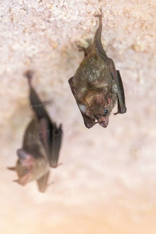 Lesser mouse-eared myotis (Myotis blythii) bats hanging on a wall, Bavaria, Germany