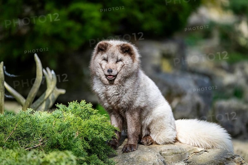 Arctic fox (Vulpes lagopus) sitting on a rock, Bavaria, Germany