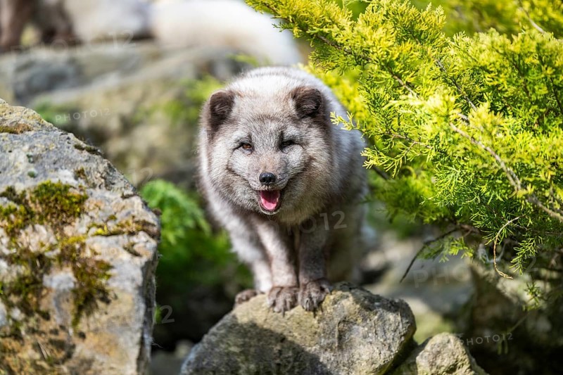 Arctic fox (Vulpes lagopus) standing on a rock, Bavaria, Germany