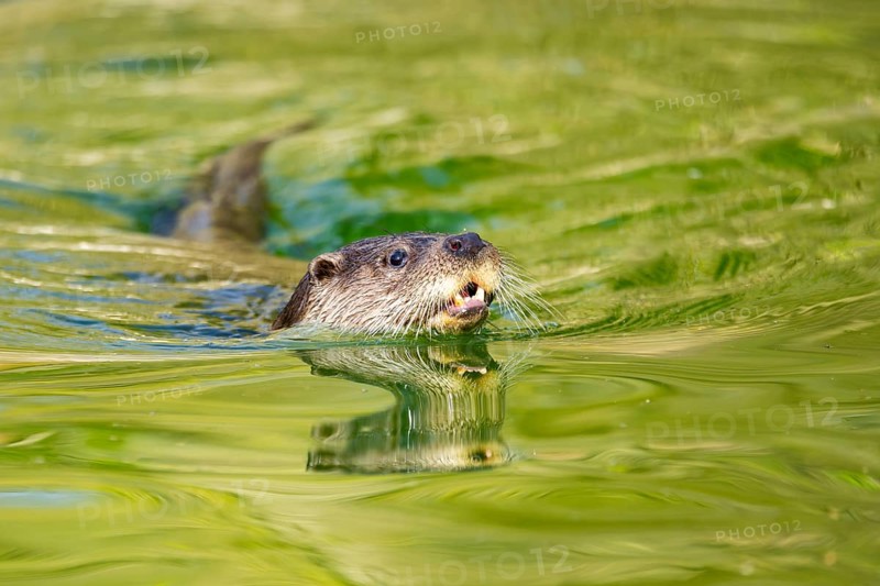 Eurasian otter (Lutra lutra) swimming in the water of a little lake, Bavaria, Germany