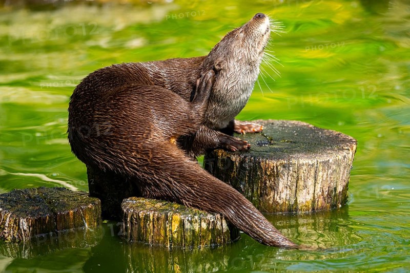 Eurasian otter (Lutra lutra) on a tree trunk in the water of a little lake, Bavaria, Germany