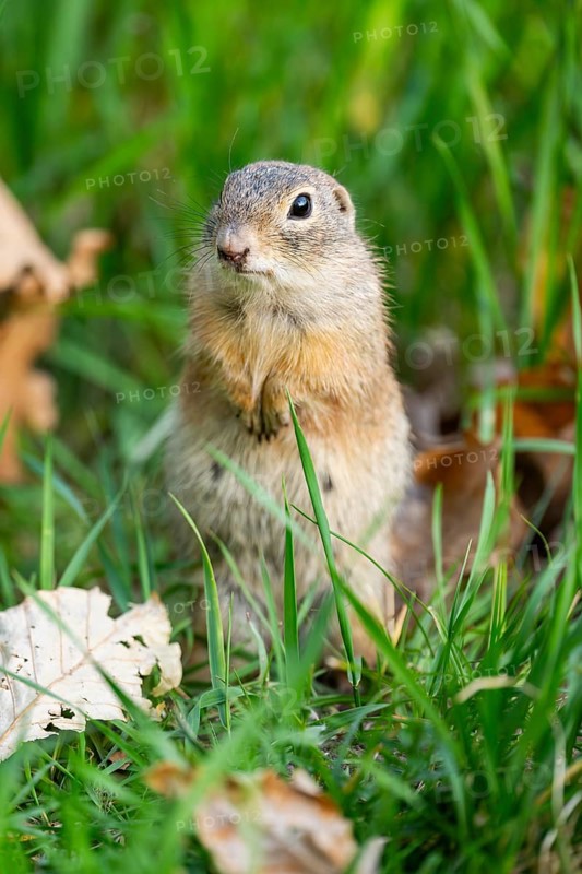 European ground squirrel (Spermophilus citellus) on a meadow, Bavaria, Germany
