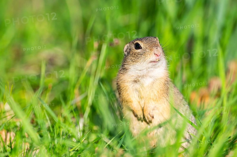 European ground squirrel (Spermophilus citellus) on a meadow, Bavaria, Germany