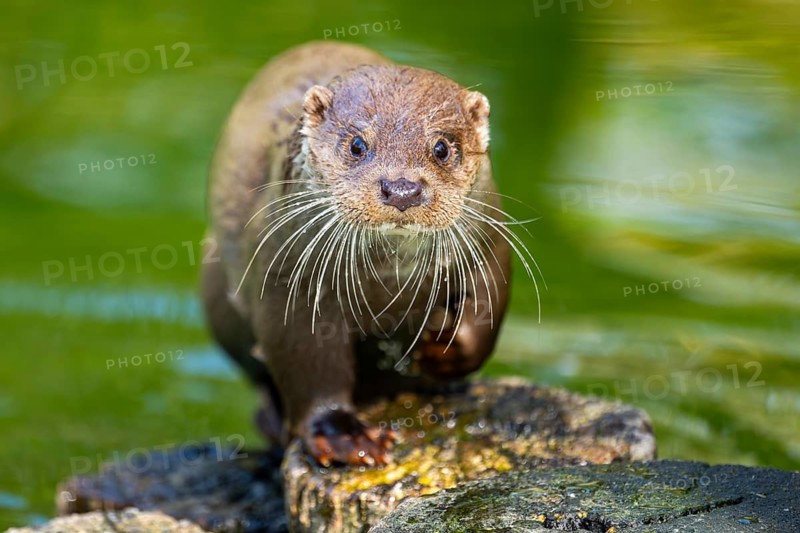Eurasian otter (Lutra lutra) on a tree trunk in the water of a little lake, Bavaria, Germany