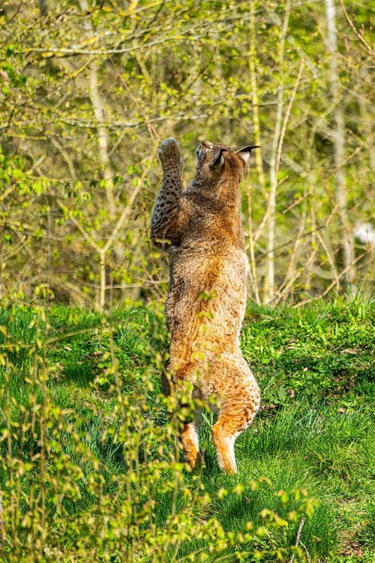 Eurasian lynx (Lynx lynx) jumping in the air, hunting, Bavaria, Germany