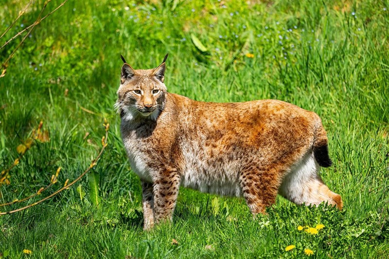 Eurasian lynx (Lynx lynx), standing on a meadow, Bavaria, Germany