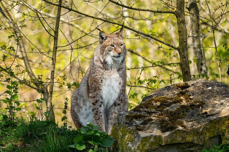 Eurasian lynx (Lynx lynx) sitting in the bushes, Bavaria, Germany