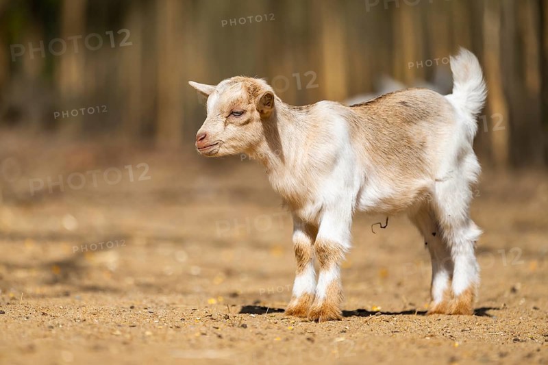 Domestic goat (Capra hircus) youngster standing on the ground, Bavaria, Germany
