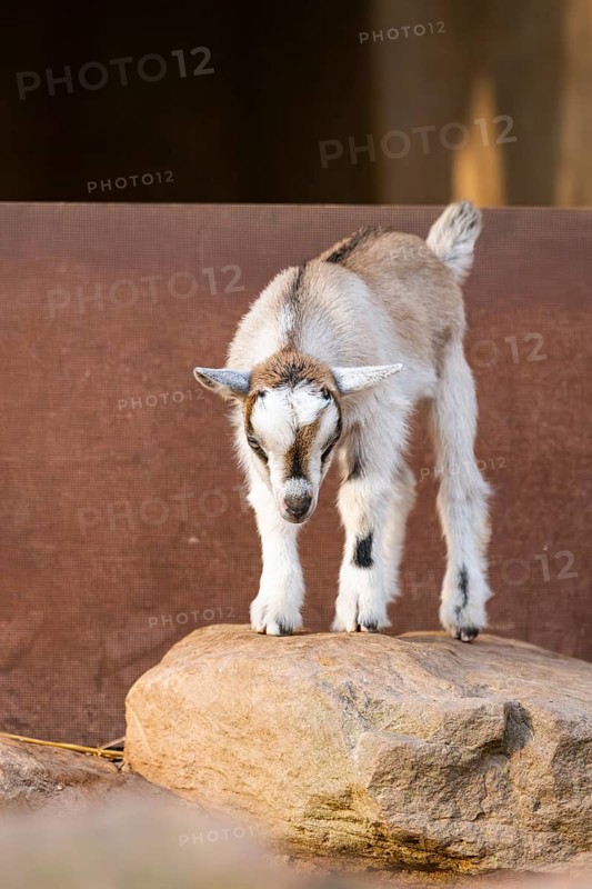 Domestic goat (Capra hircus) youngster standing on a rock, Bavaria, Germany