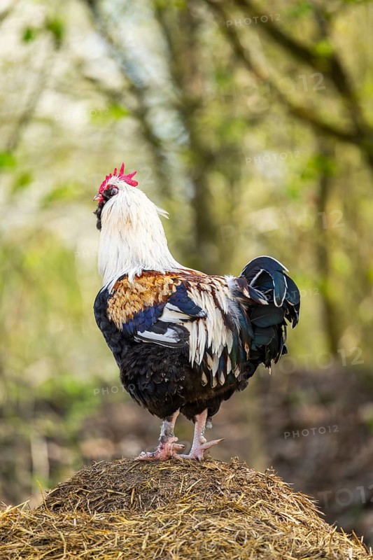 Close-up of a chicken (Gallus gallus domesticus) rooster standing on a dung heap, Bavaria, Germany