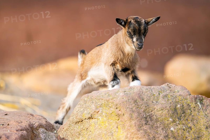 Domestic goat (Capra hircus) youngster climbing up a rock, Bavaria, Germany