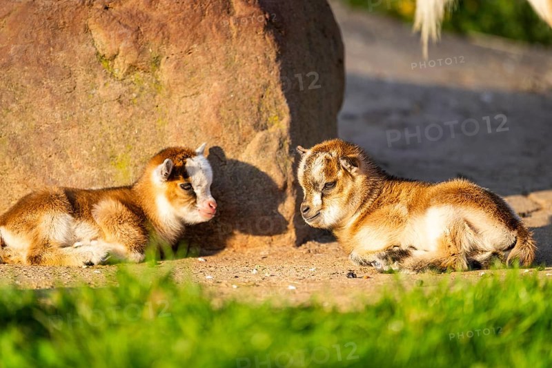 Domestic goat (Capra hircus) youngsters on the ground, Bavaria, Germany, Europe lying on the ground, Bavaria, Germany, Europe