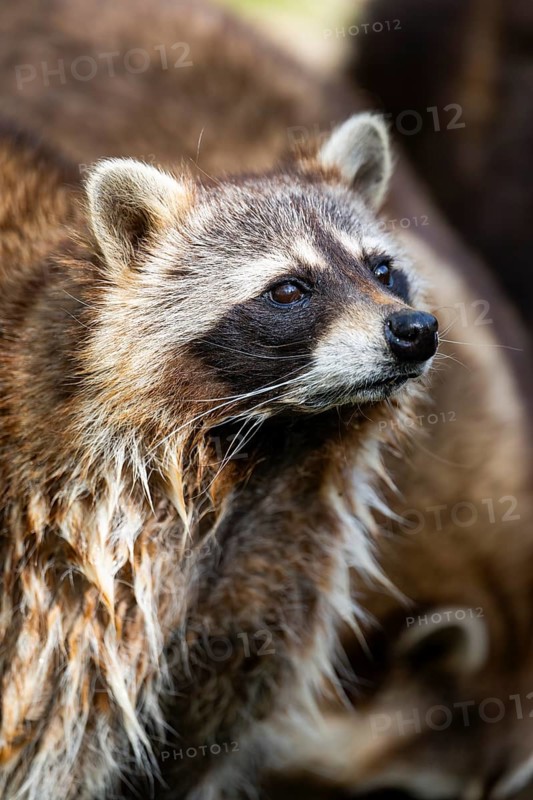 Common raccoon (Procyon lotor), portrait, Bavaria, Germany
