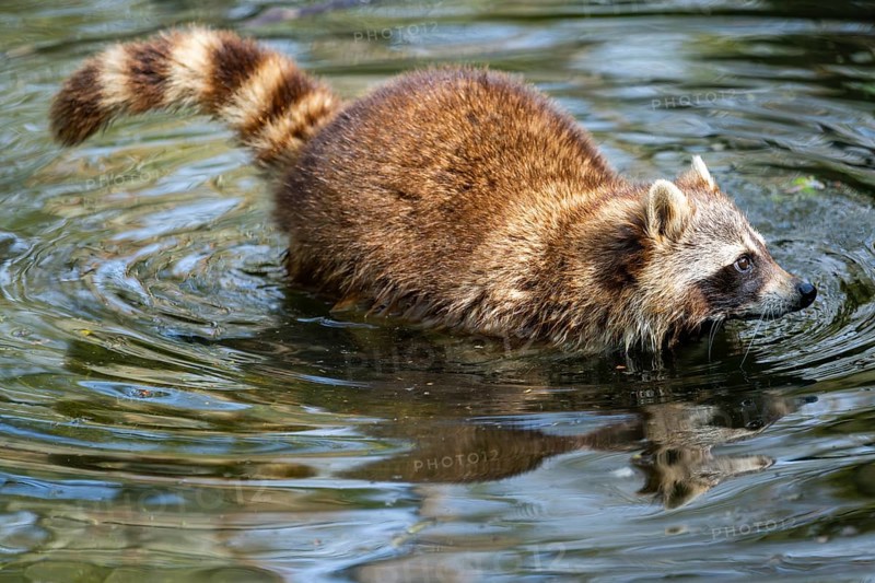 Common raccoon (Procyon lotor) in the water of a little lake, Bavaria, Germany
