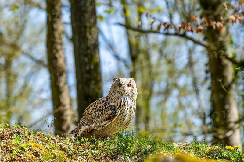 Eurasian eagle-owl (Bubo bubo) sitting on the ground, captive, Bavaria, Germany