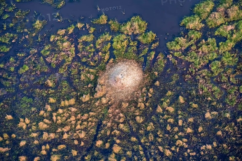 Structure and pattern, termite mounds in marshland, landscape, aerial view of the Okavango Delta, near Maun, Okavango Delta, Botswana