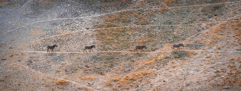 Steppe zebras (Equus quagga) running in row, savanna landscape with yellow grass, aerial view, Okavango Delta, Botswana